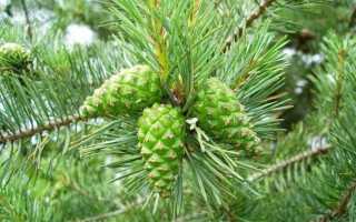 Как использовать шишки сосны на даче