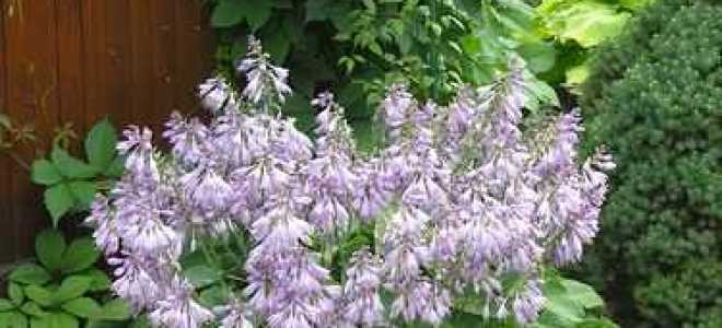 Что такое хосты растения фото и названия