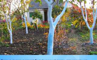 Зачем красят деревья в белый цвет