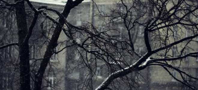 Деревья под окном закрывают свет что делать