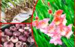 Гладиолусы когда выкапывать и как хранить