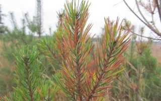 Чем покрыть сосну чтобы не пожелтела