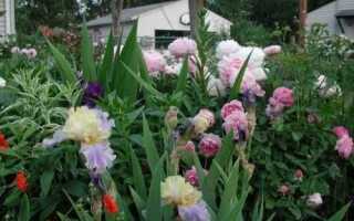 Как часто сажать петунию на клумбе