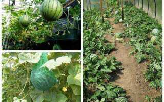 Как формировать арбузы в теплице пошаговое