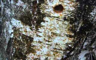 Срезал ветку березы течет сок что делать