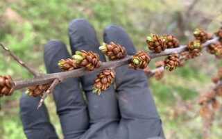 Облепиха как отличить женские и мужские саженцы