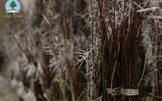 Когда сажать саженцы плодовых деревьев весной