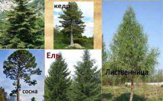На какой почве растет ель и сосна