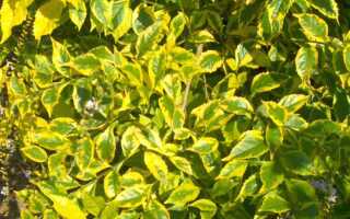 Какое растение круглый год остается зеленым