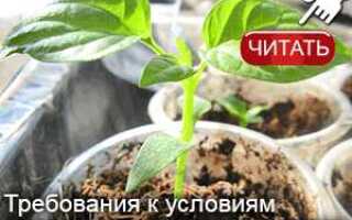 Что такое кислая почва как определить