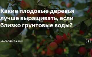 Как сажать деревья если близко грунтовые воды