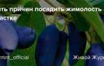 Где посадить жимолость на участке в московской области