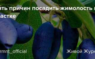 Где посадить жимолость на участке в московской области