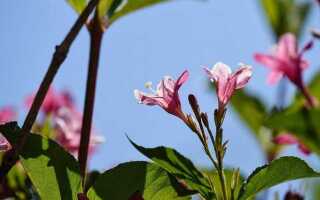 Что посадить на солнцепеке из многолетников