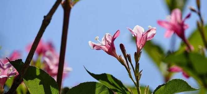 Что посадить на солнцепеке из многолетников