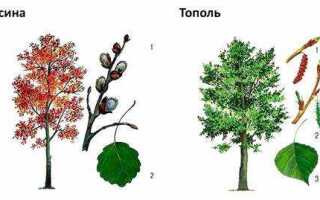 Осина как строительный материал плюсы и минусы