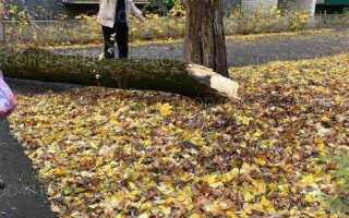 Как срубить дерево профессионально не повредив крышу