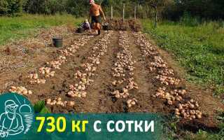 Цветки картофеля как правило самоопыляются так как