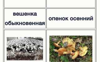 Микориза для голубики какой тип грибов