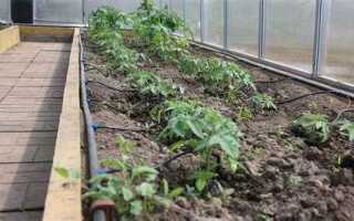 Как сделать автоматический полив в теплице