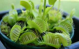 Как называется цветок который свисает вниз