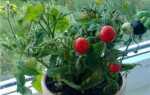 Сколько растет помидор в домашних условиях