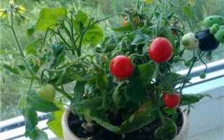 Сколько растет помидор в домашних условиях