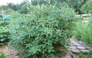 Где сажать гейхеру в тени или на солнце