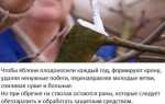 Чем замазать срезы деревьев после обрезки