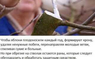 Чем замазать срезы деревьев после обрезки