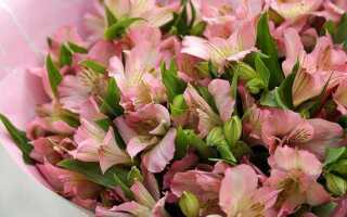 Какой цветок любит жарко и сухо