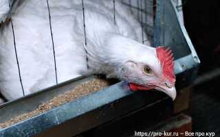 Как лучше содержать бройлеров в клетках или на полу