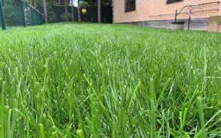 При какой температуре можно сажать газонную траву