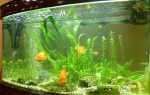 Сколько света нужно для аквариума