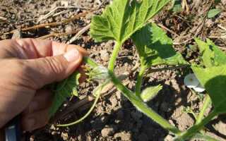 Сколько арбузов с одного куста можно вырастить