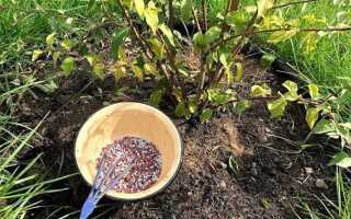 Чем подкормить актинидию весной для хорошего роста