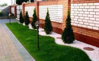 Какие деревья посадить на участке вдоль забора