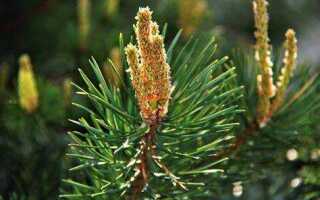 Как посадить сосну из леса на участок чтобы прижились