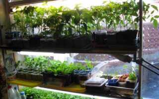 Чем подсветить рассаду в домашних условиях