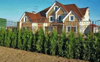 Что посадить вдоль забора на даче