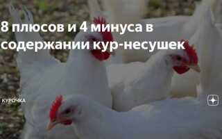 Какие витамины лучше для кур несушек отзывы