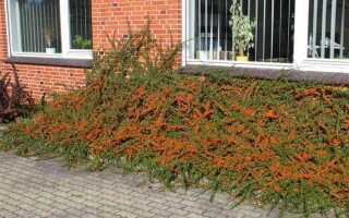 Кизильник как быстро растет за год