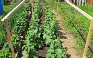 Как подвязать огурцы в открытом грунте