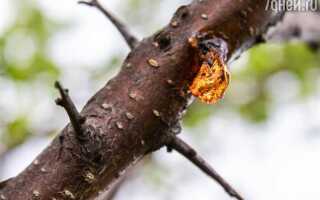 Как убрать смолу с дерева после покраски