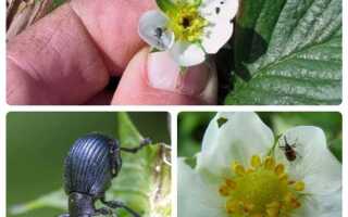 Чем обработать клубнику во время цветения