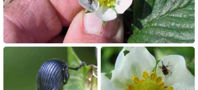 Чем обработать клубнику во время цветения