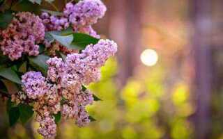 Сирень с чем сочетается в саду