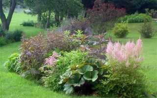 Астильба с чем сочетается рядом фото