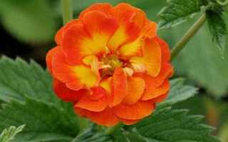 Лапчатка где сажать в тени или на солнце