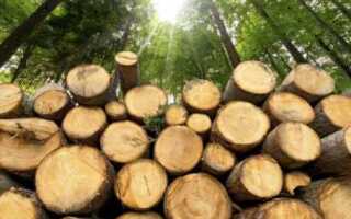 Какой штраф за спил дерева без разрешения